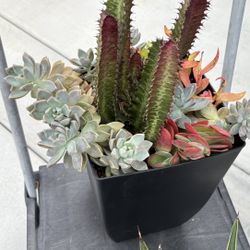 Succulent 
