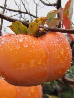 Persimmon fuyu trees 🌳🧡