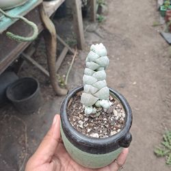 Succulent 