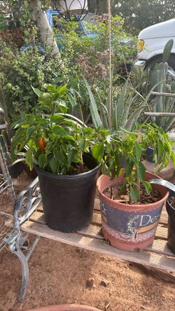 Chiles