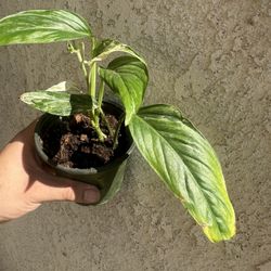 Monstera Laniata Albo 