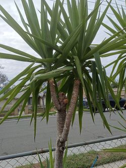 Yucca tree plant