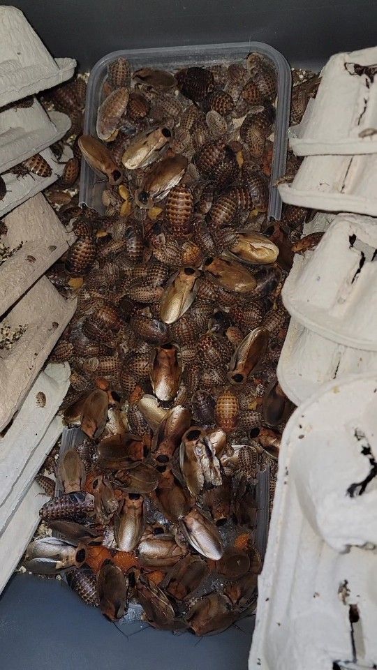 Discoid Roaches