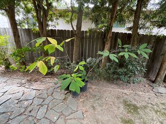 Paw Paw Plants (fruiting)