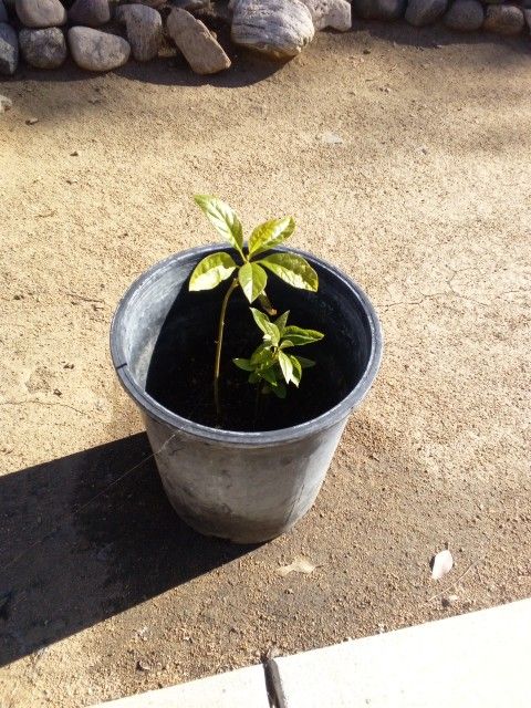California House Avocados Organic