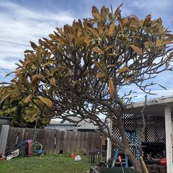 Plumeria Tree. Large Established Tree. 