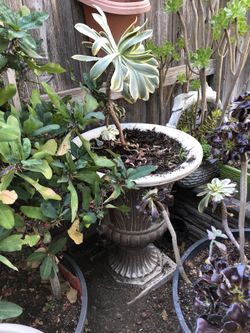 SET OS BEAUTIFUL PLANTER VASES 