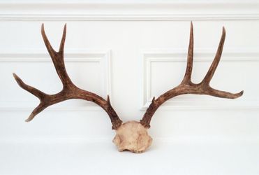 20” Wide Deer Skull Antlers 5x4 Taxidermy Cabin Rustic Wall Decor