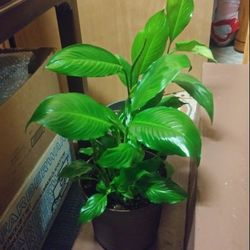 Peace lilys house plants$12-$16 Each pot