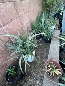Large Collection Of Aloe Vera Plants For sale