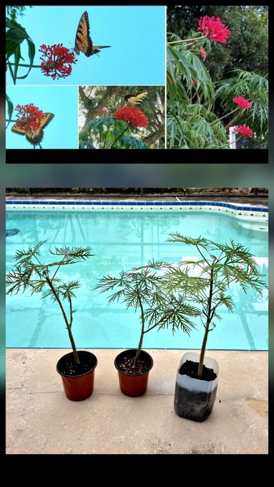 🌺Young Tropical Coral Plant / Jatropha Multifida- 1+ feet Tall *Butterfly Attractors