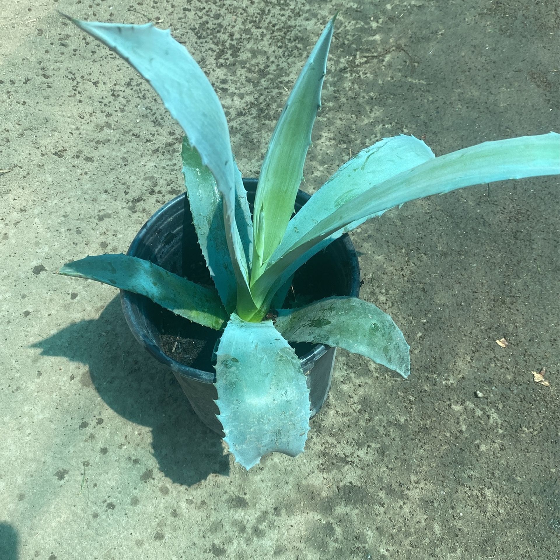 Blue Agave 1gallon 1.5ft Tall Healthy