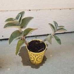 Potted Plant