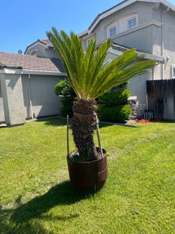Sago Palm tree