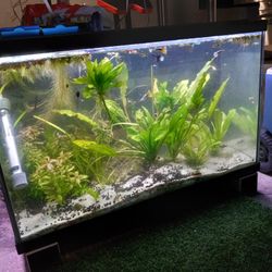30-galons Fishtank -with Filter,heater,5mode Changing  Color Lights-live Plants And Wooden Stand..$150..