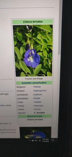 Butterfly pea flower plants