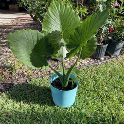 Elephant Ear Plant