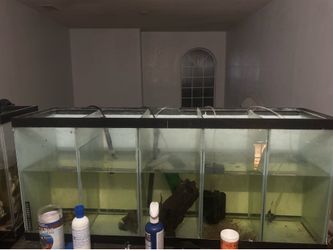 60 gallon divided breeding tank