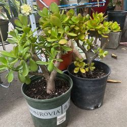 Jade Plants   $20 each Pot 