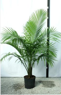 Potted Palm 4'10"