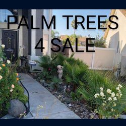 Variety of Palm trees & Succulents (Different Sizes)