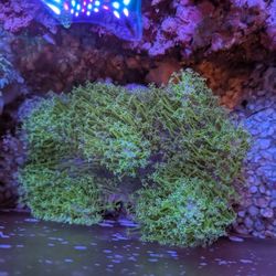 Green And Purple Leather