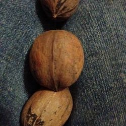 PECANS                        5gallon Bucket