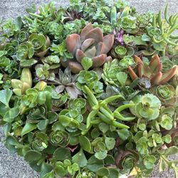 Large Arrangements Of Succulents Plants In It’s Own Container.