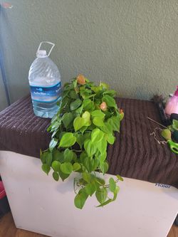 Lemon lime heart leaf philodendron