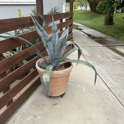 LARGE Agave Plant in pot (has 4 buds in pot too)