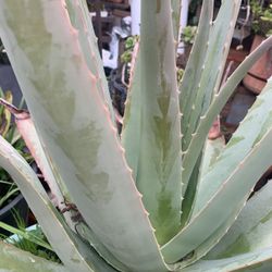 Aloe Vera In 5 Gallons Container.