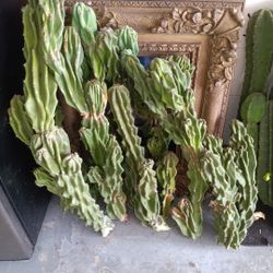 Monstroses, Peruvian, San Pedro cactus Deltona & Mt Dora, Fl