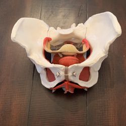 Medical Plastic Model Female Pelvis 