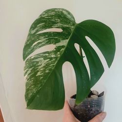 Variegated Monstera Albo