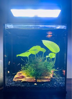 Nano Tank