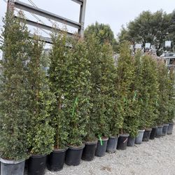 Eugenia Privacy Hedge