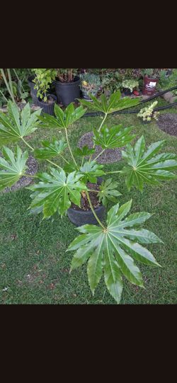 Fatsia Japonica