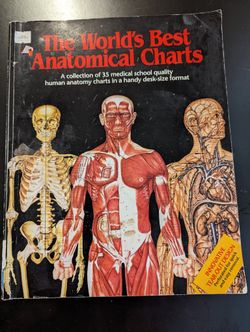 The Word Best Anatomical Chart