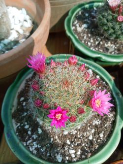 Fiushia Flower Cactus