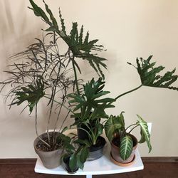 Plants Bundle For Sale- Yes They R Available 