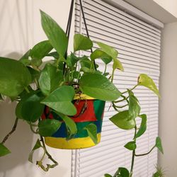 Golden Pothos in hanging colorful pot