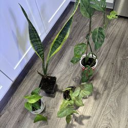 Bundle 4  indoor plants snake plant, Pothos,Monstera Adansonii, Syngonium Milk Confetti