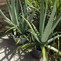 Large Healthy Organic Potted Aloe (Barbadensis Miller) From My Garden $15 Ea (NEW)