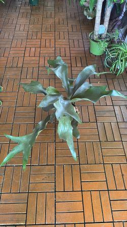Staghorn Fern plant 6” pot