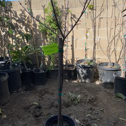 plum (Japanese) ‘Satsuma’ tree