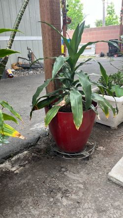 Plants