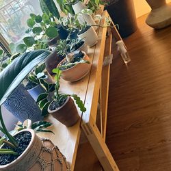 Small-Medium Potted Plants in Unique & Stylish Vases / Planters ($15 and up!)