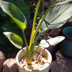 Bird Of Paradise Rooted Ready To Be Replanting Live 