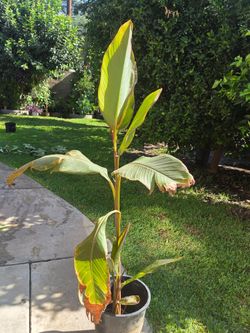 Cannaly Lilly Plant