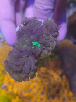 Coral Frag (fake)